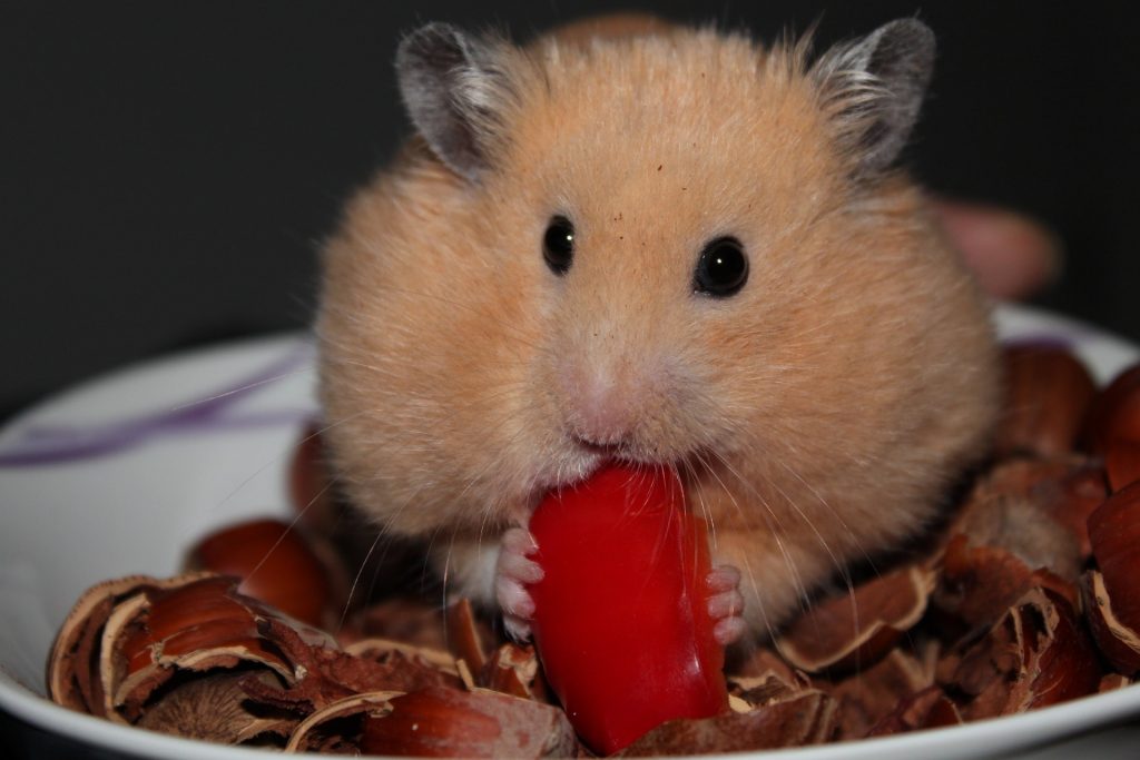 Hamster comiendo frutos secos